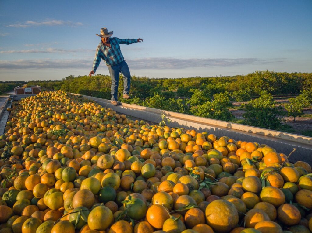 Could Orange Groves Help Save the Florida Panther?